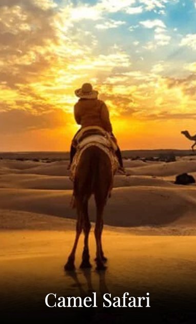 Camel Safari